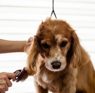 a dog being groomed