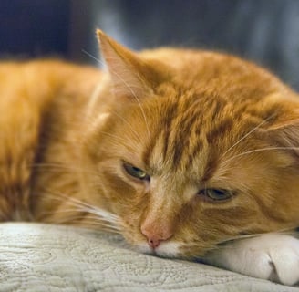 an orange cat