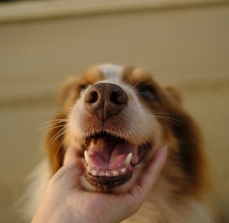 A brown and white dog showing its teeth