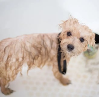 Cream Toy Poodle Puppy in Bathtub