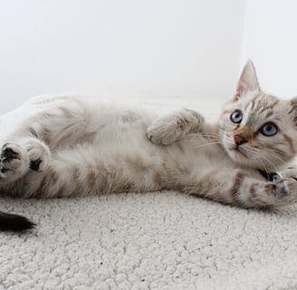 A white kitten lying