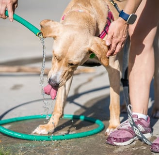 A woman giving her dog water after reading about how to keep your dog safe in Dubai's heat