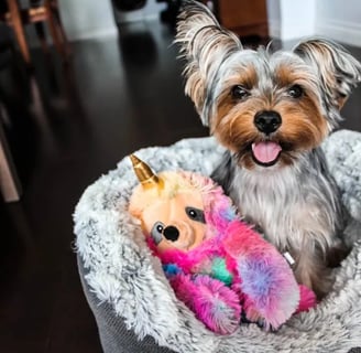 Brown and black Yorkshire Terrier puppy on white textile