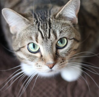 A short haired gray cat hiding its illness which is one of the facts about cat behavior.