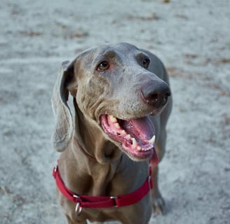 A dog with a red collar