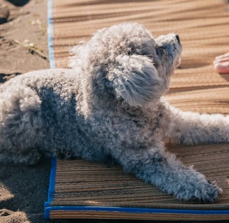 A dog lying on a mat