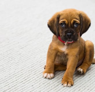 Brown and Black German Shepherd Puppy Sitting on Gray Textile