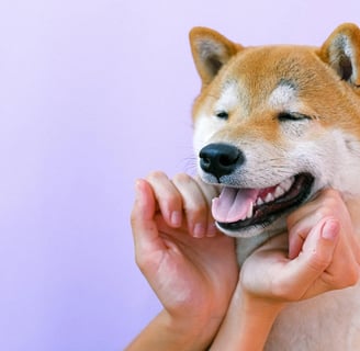 a shiba inu dog