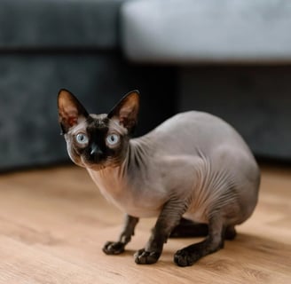 sphynx cat, one of the most exotic cats