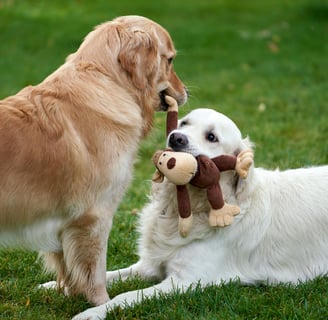 couple of dogs playing with each other