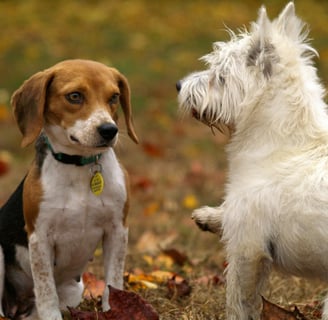 two dogs playing together, which can cause fleas to spread