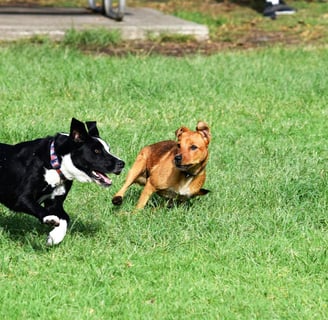 two dogs playing, risking spreading canine distemper virus