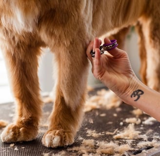 dog trimming