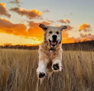 a dog jumping in the air with a sunset in the background