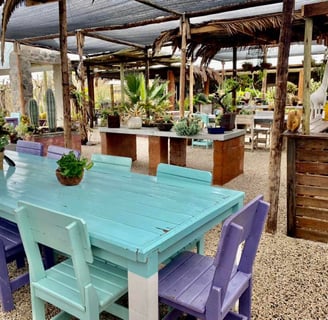 a table with a potted plant in a succulent and cactus garden in uis namibia