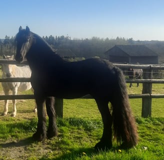 Cheval frison dans un paddock