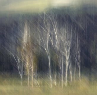 Soft focus forest with white tree trunks against dark woodland, ethereal landscape photography.