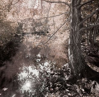 Dreamlike riverside scene with tree reflections and soft pink leaves, ethereal landscape photography.