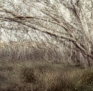 Delicate layered forest with arching branches and pale textures, ethereal landscape photography.