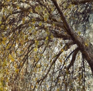 Delicate layered forest with arching branches and pale textures, ethereal landscape photography.