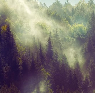 Misty Forest with colours of green and amber, perfect for fine art photography