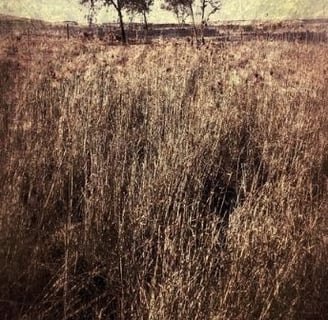 “Quintessence” – A tranquil fine art photography print by Martin Osner featuring two distant trees above golden grass