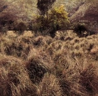 Fine art tree photography print showing a layered valley tree scene with textured grass foreground and mountainous backdrop