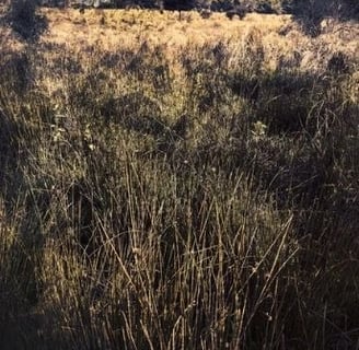 Ethereal fine art tree photograph with golden valley grass, part of Martin Osner’s Quintessence series collection.