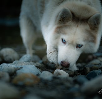portraits photo photographe chien animal