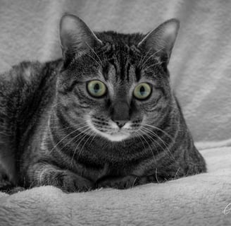 photo photographe 66 perpignan