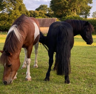 Deux beaux chevaux dans un pré
