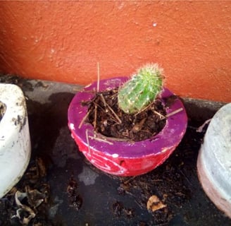 a cactus planter with a cactus in a potted planter