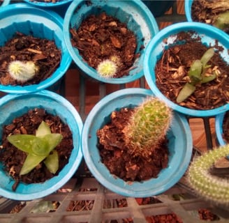 a bunch of cactus plants in blue plastic containers