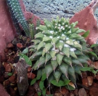 a cactus plant in a potted planter