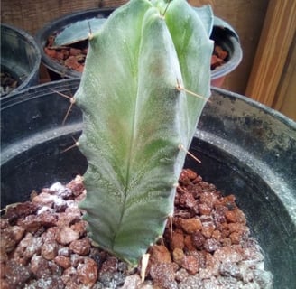 a cactus plant in a potted potted in a potted pot