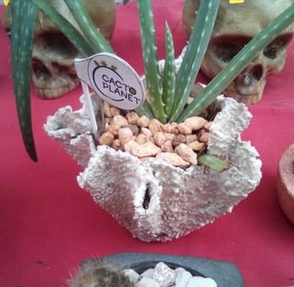 pot aloe vera cactus cactaceas plants