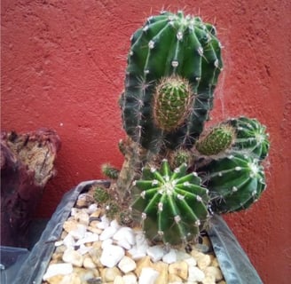cactus cataceas