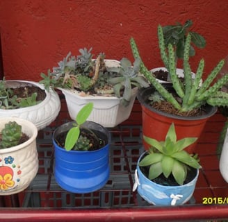 suculentas y cactus