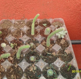 a container of cactus plants in a container