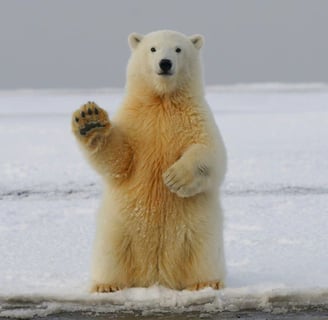 Polar bear