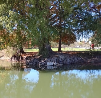 Tree on the banks of Blanco River in Blanco, TX