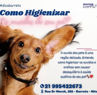 Cachorrinho orelhudo sorridente
