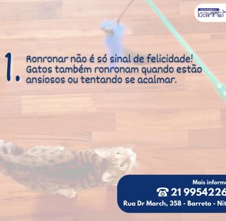 gato brincando com varinha