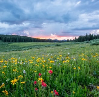 A scenic meadow in Greenland filled with wildflowers