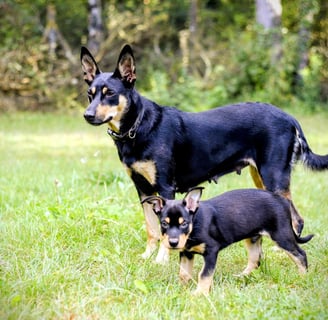 Kelpie Australien S'nyx et Urko