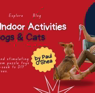 10 fun indoor activities for dogs and cats, Fido's Pet Sitters Lynnwood pet sitters