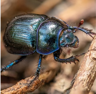 an insect