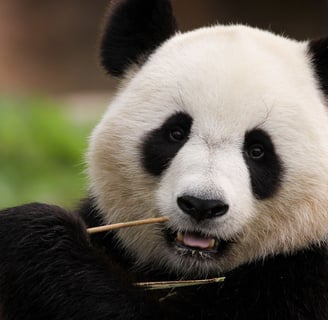gentil panda en train de manger