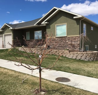 a tree in front of a house with a tree in the foreground
