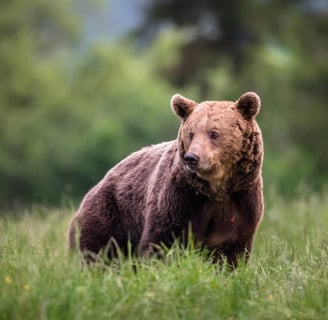 Bear standing in grassy meadow..